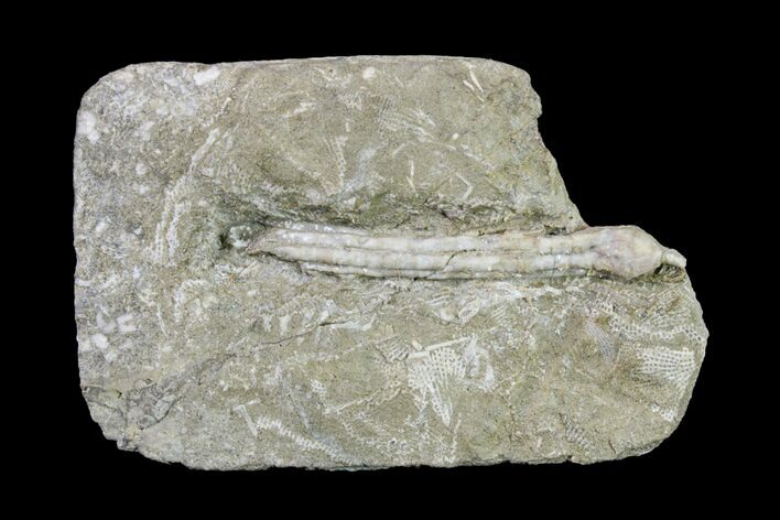 Fossil Crinoid (Synbathocrinus) - Keokuk Formation, Missouri #157190